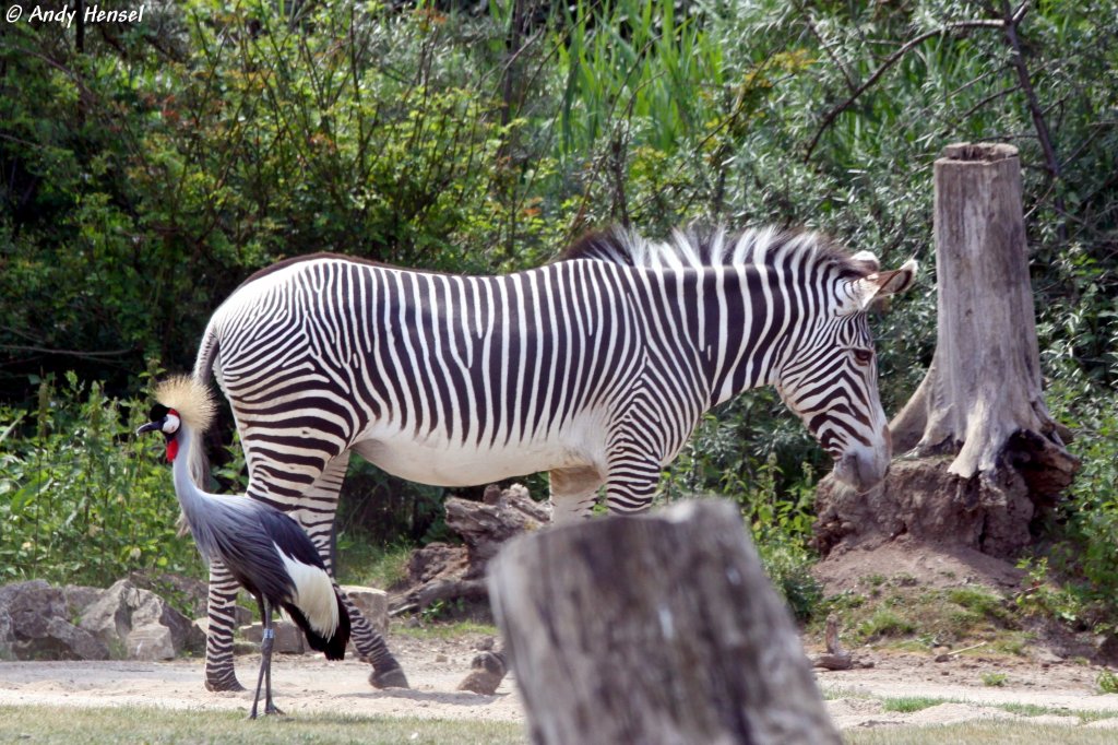 Grevyzebra mit Kronenkranich