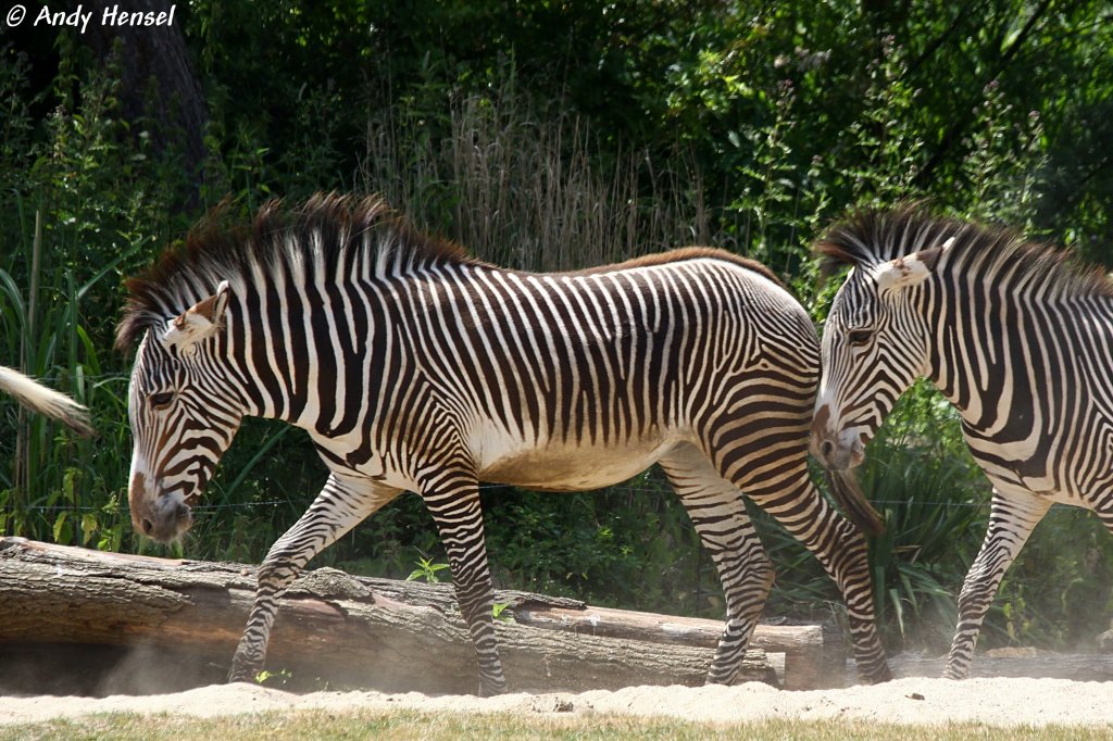 Grevyzebras