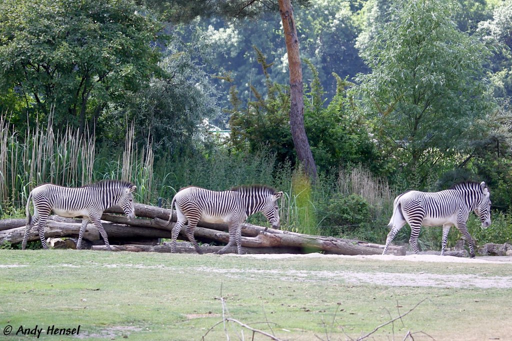 Grevyzebras auf dem Weg zur Wasserstelle.