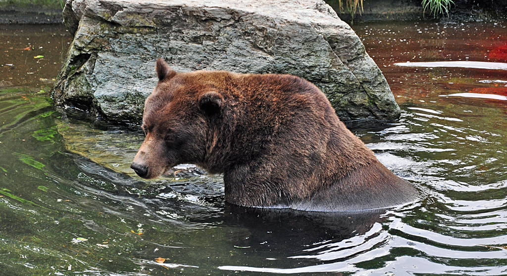 Grizzlybr khlt sich im Wasser ab - 03.08.2010
