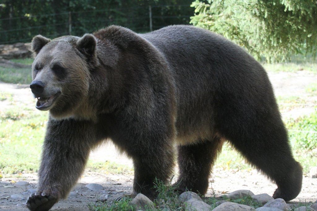 Grizzlybr (Ursus arctos horribilis) am 13.9.2010 im Toronto Zoo. Bei der Gre der Tiere (bis 1,5m Schulterhhe) kann einem schon Angst werden.