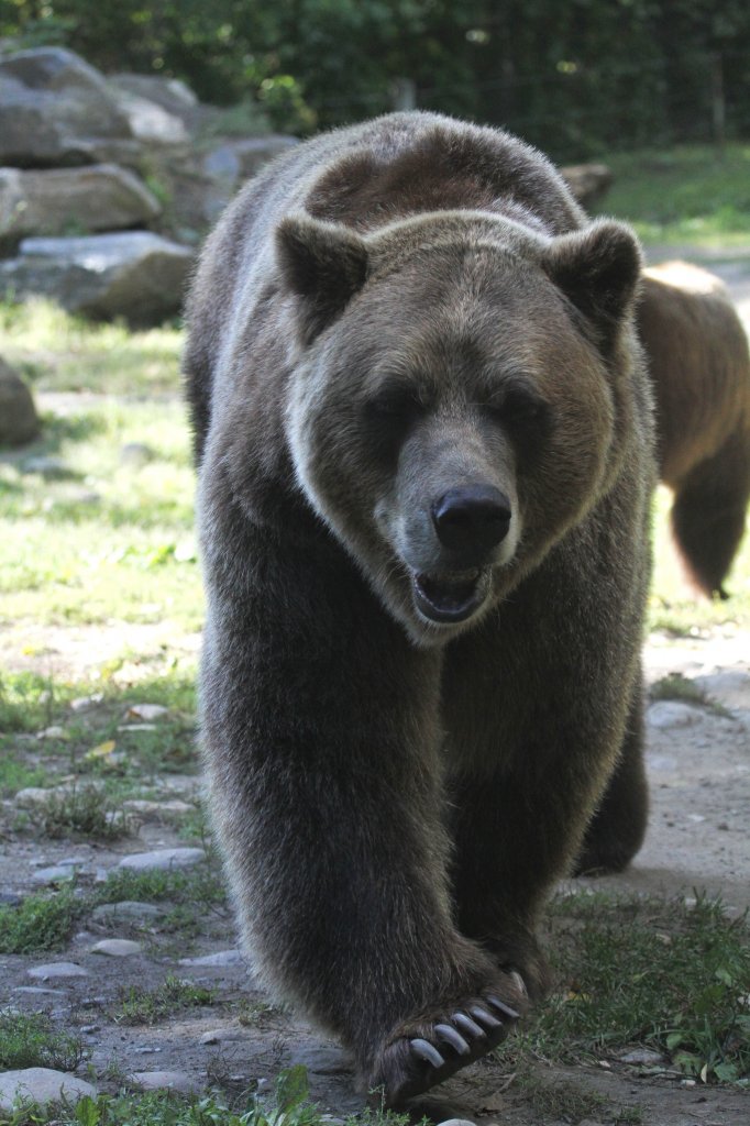 Grizzlybr (Ursus arctos horribilis) am 13.9.2010 im Toronto Zoo.