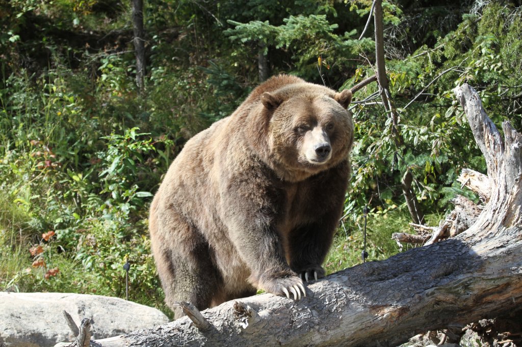 Grizzlybr (Ursus arctos horribilis) am 18.9.2010 im Zoo Sauvage de Saint-Flicien,QC.