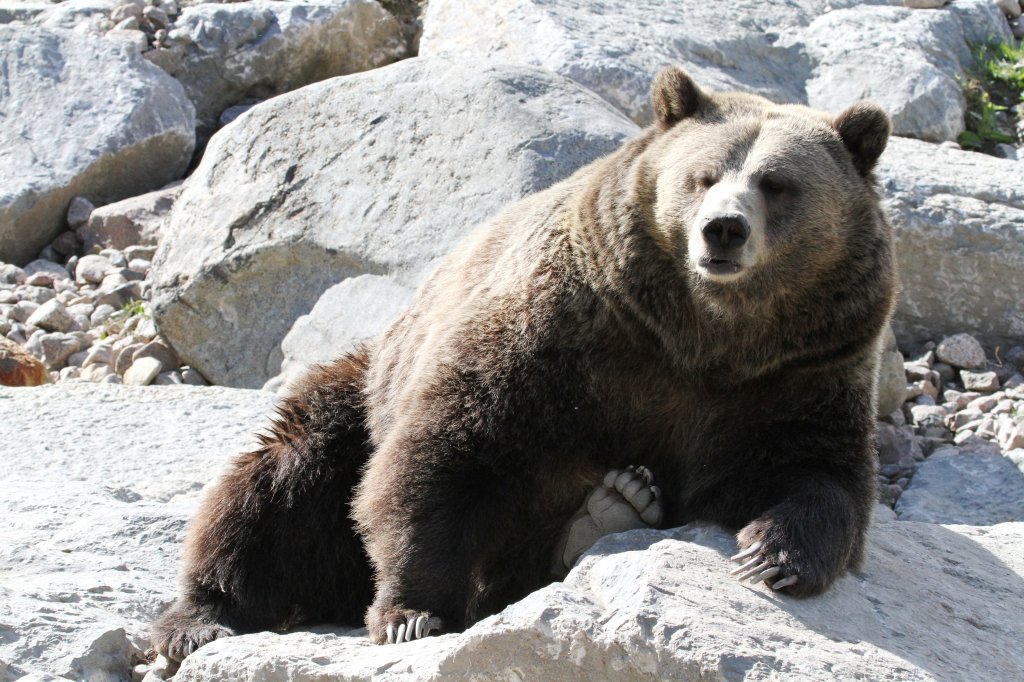 Grizzlybr (Ursus arctos horribilis) am 18.9.2010 im Zoo Sauvage de Saint-Flicien,QC.