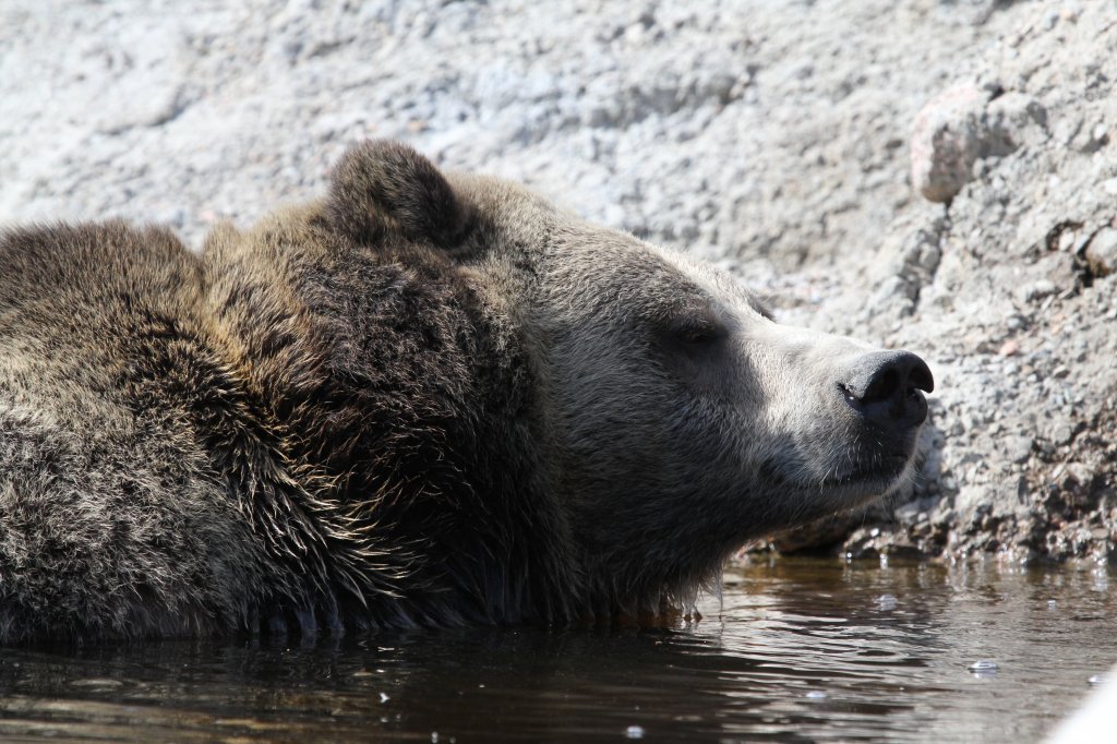 Grizzlybr (Ursus arctos horribilis) beim Baden. Zoo Sauvage de Saint-Flicien,QC am 18.9.2010.
