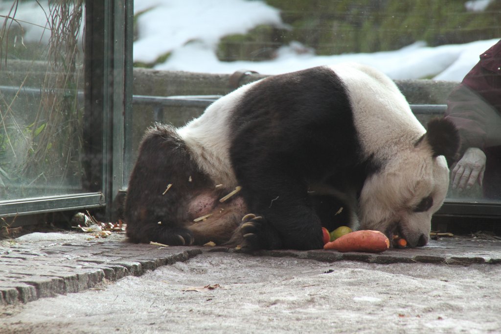 Groer Panda (Ailuropoda melanoleuca) am 25.2.2010 im Zoologischen Garten Berlin.