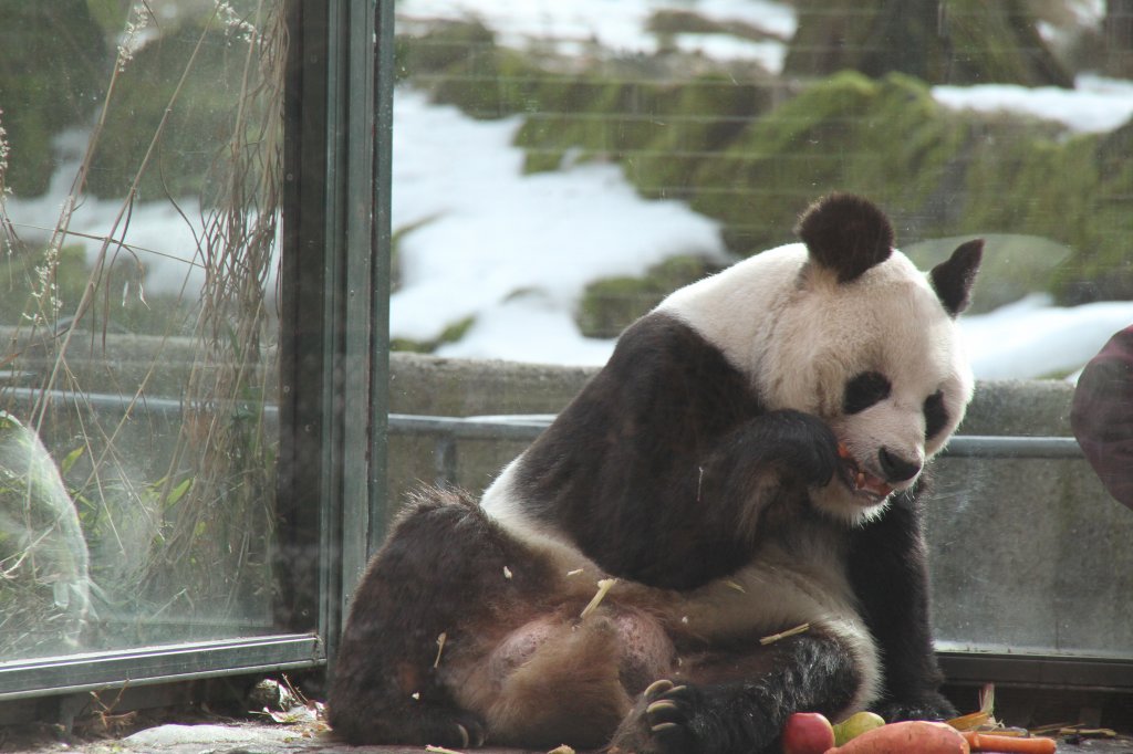 Groer Panda (Ailuropoda melanoleuca) beit gensslich ein Stck Mhre ab. Zoologischen Garten Berlin am 25.2.2010.