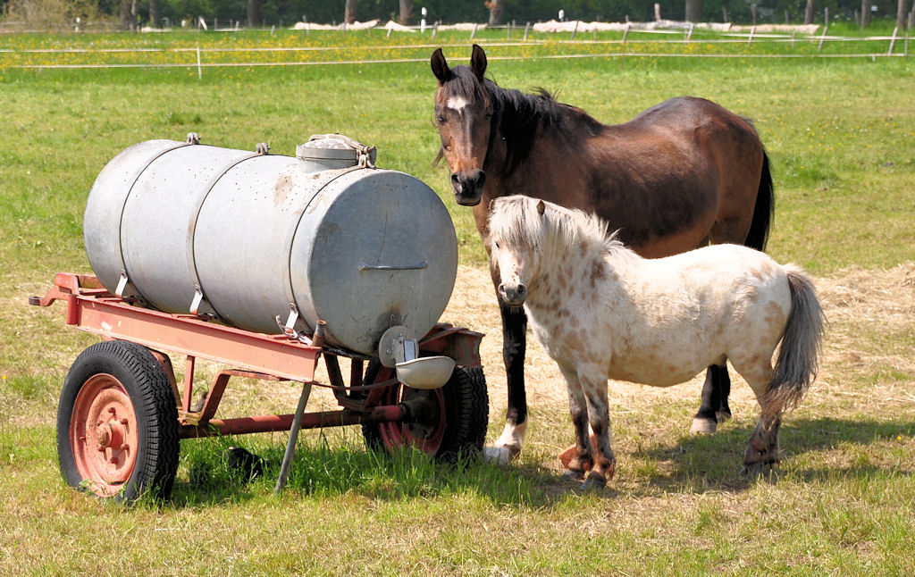  Gro  und  Klein  auf einer Weide bei der Steinbachtalsperre - 20.05.2010