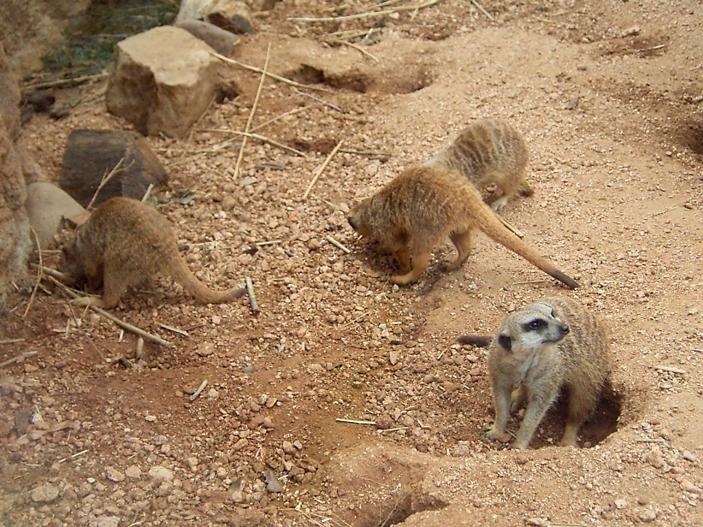 Groe Aktivitt auf der Baustelle: Drei graben, einer passt auf. Erdmnnchen im Zoo von Houston, TX (27.05.09)