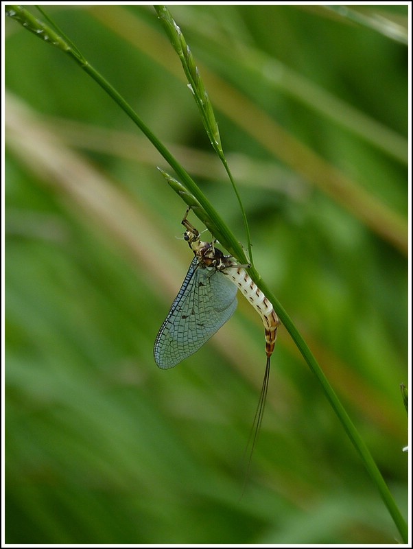 Groe Eintagsfliege oder Dnische Eintagsfliege (Ephemera danica). 30.07.2012 (Hans)