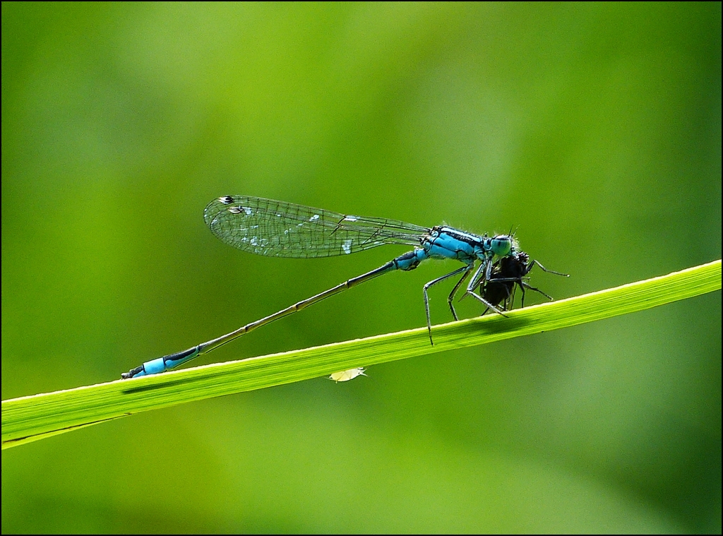 Groe Pechlibelle (Ischnura elegans) beim Frhstck. 16.08.2012 (Jeanny)