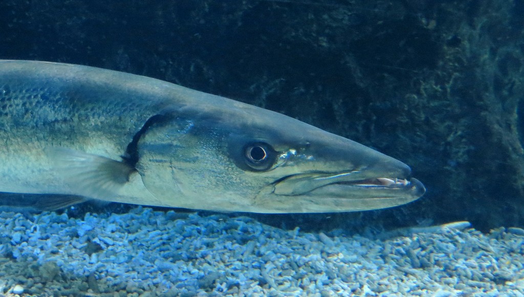 Groer Barracudas