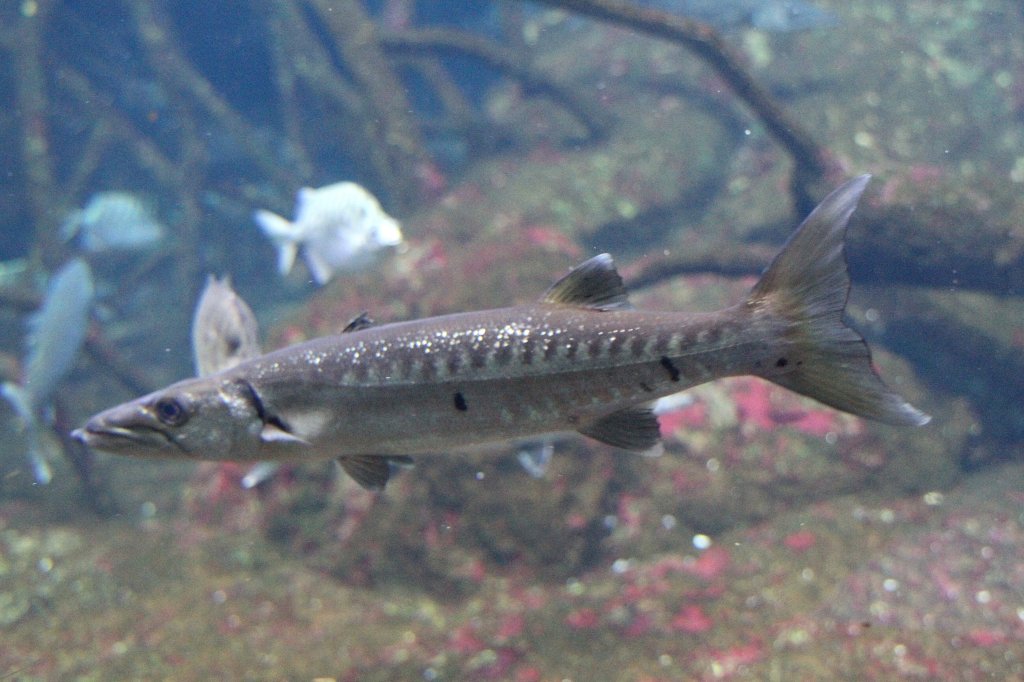 Groer Barrakuda (Sphyraena barracuda) am 12.3.2010 im Zooaquarium Berlin.