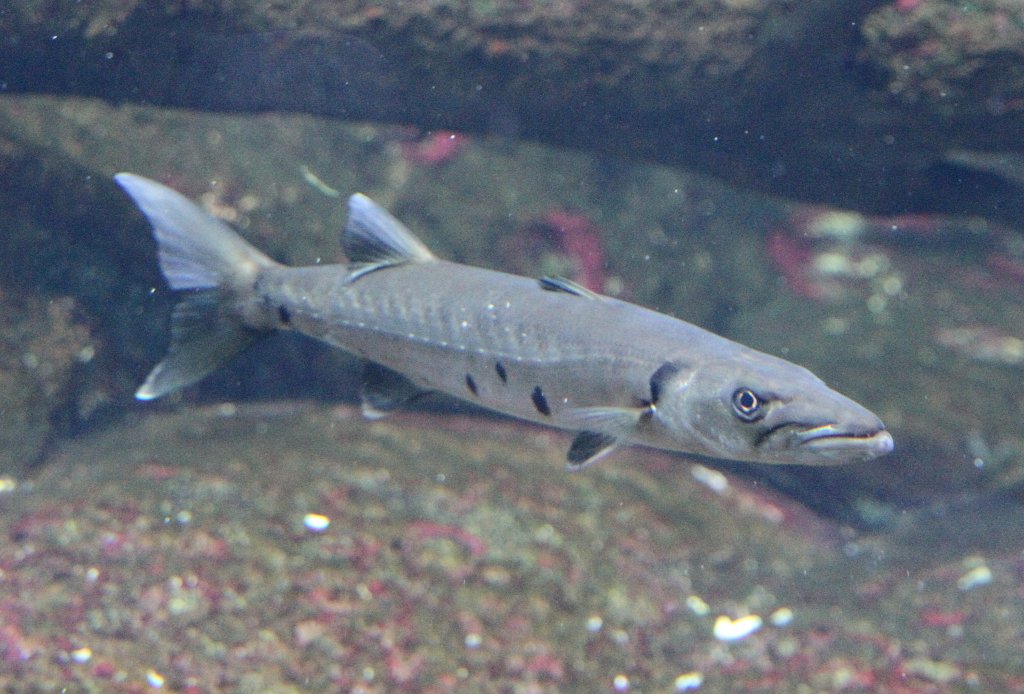 Groer Barrakuda (Sphyraena barracuda) am 12.3.2010 im Zooaquarium Berlin.