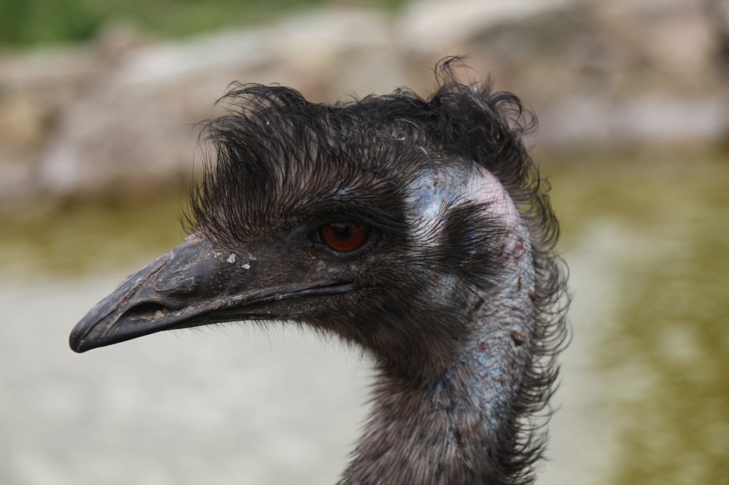 Groer Emu (Dromaius novaehollandiae) am 2.5.2010 im Freizeitpark Memleben.