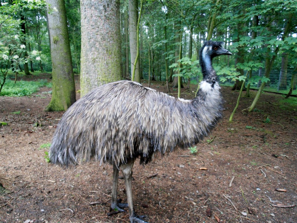 Groer Emu im Tiergehege Zeulenroda. Foto 19.06.2012