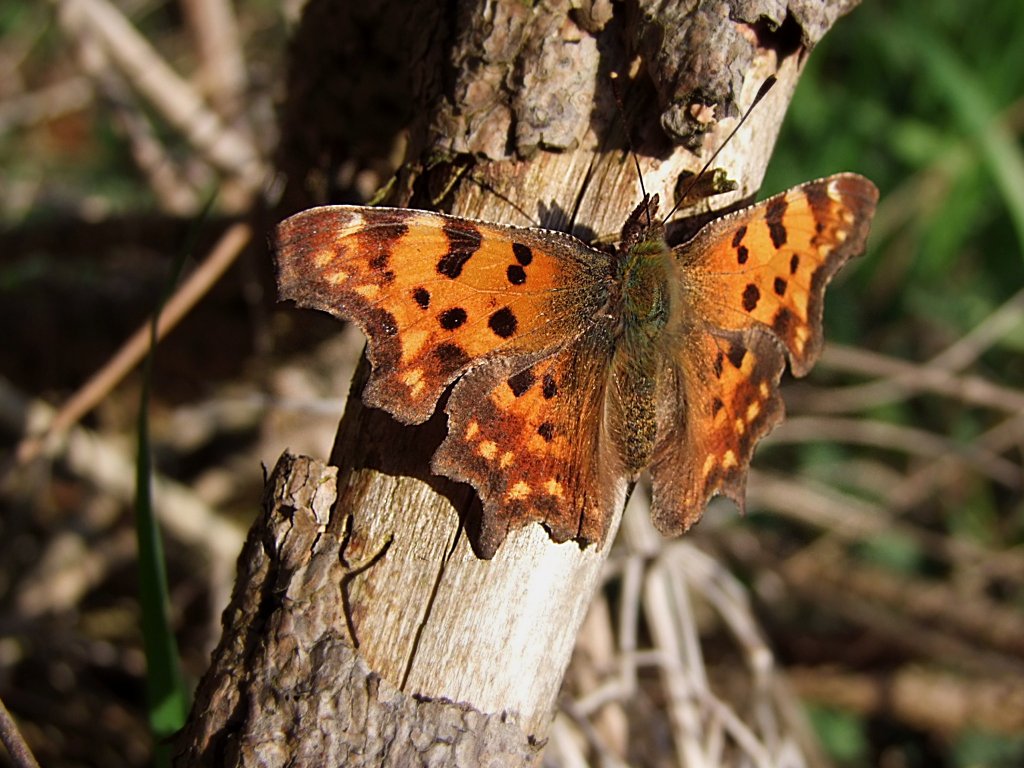 Groer Fuchs(Nymphalis polychloros)gnnt sich ein Sonnenbad;100417