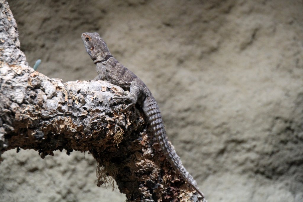 Groer Groer Madagaskar-Baumleguan oder auch Rostroter Madagaskarleguan (Oplurus cuvieri) am 12.3.2010 im Zooaquarium Berlin. 