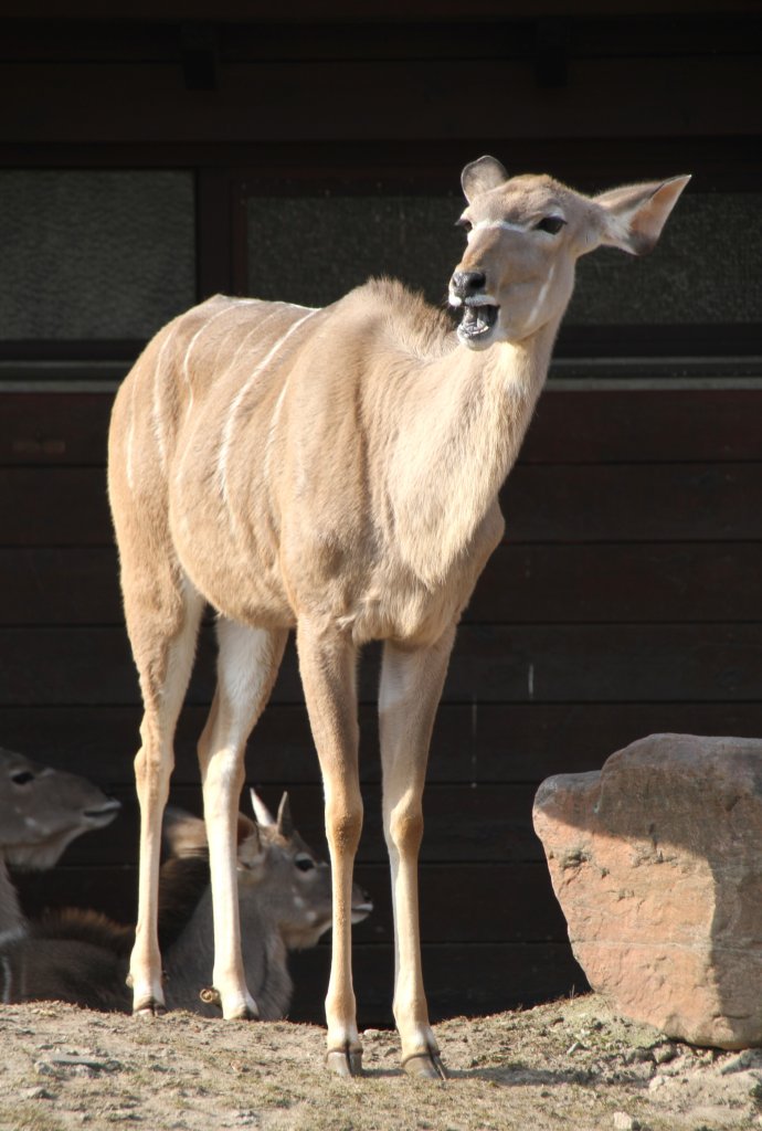 Groer Kudu (Tragelaphus strepsiceros) am 11.3.2010 im Zoo Berlin.