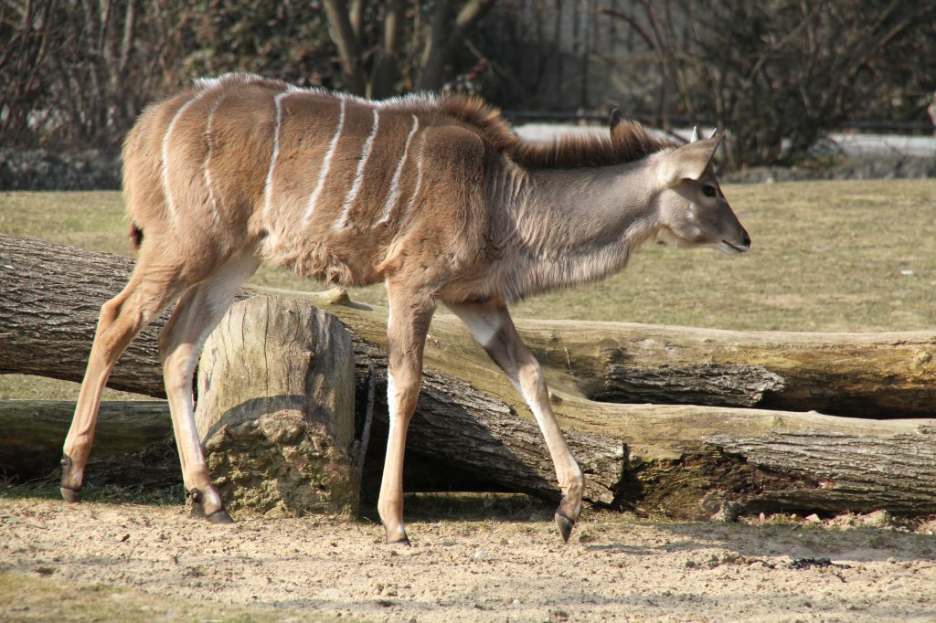 Groer Kudu (Tragelaphus strepsiceros) am 11.3.2010 im Zoo Berlin.
