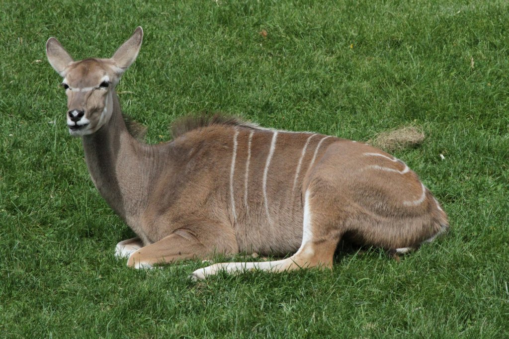 Groer Kudu (Tragelaphus strepsiceros) am 25.9.2010 im Toronto Zoo.