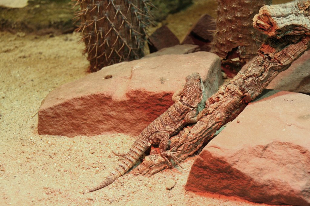 Groer Madagaskar-Baumleguan (Oplurus cuvieri) am 12.12.2009 im Zoo-Aquarium Berlin.