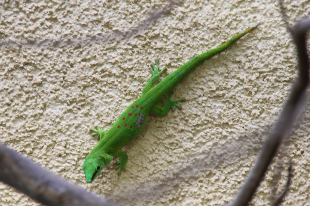 Groer Madagaskar-Taggecko (Phelsuma madagascariensis grandis) am 26.6.2010 im Leipziger Zoo.
