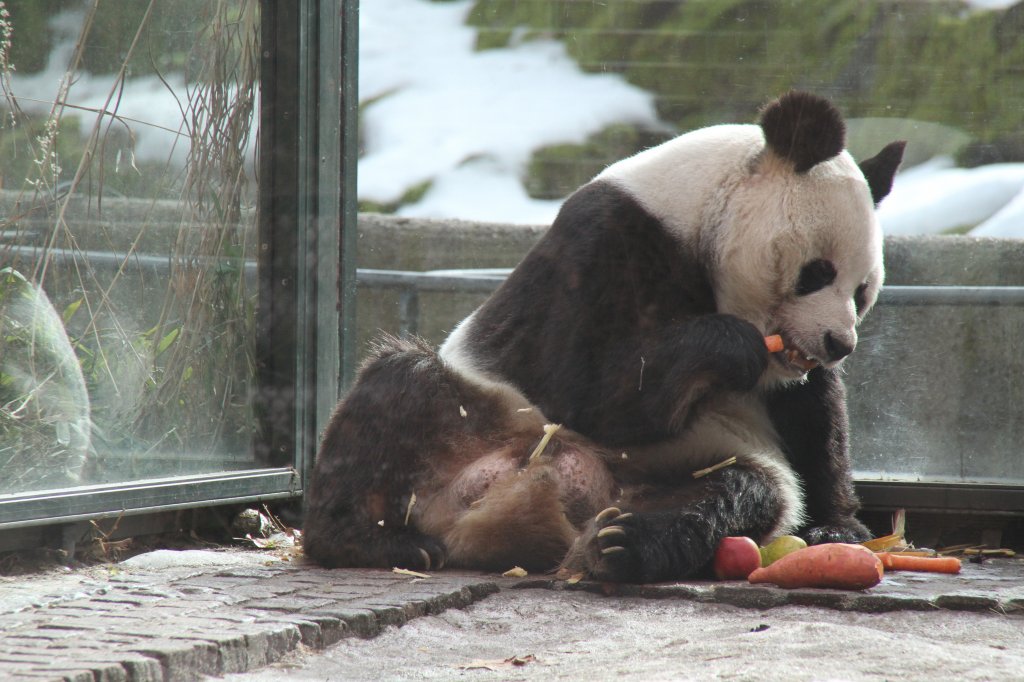 Groer Panda (Ailuropoda melanoleuca) beit vornehm ein Stck Mhre ab. Zoologischen Garten Berlin am 25.2.2010.
