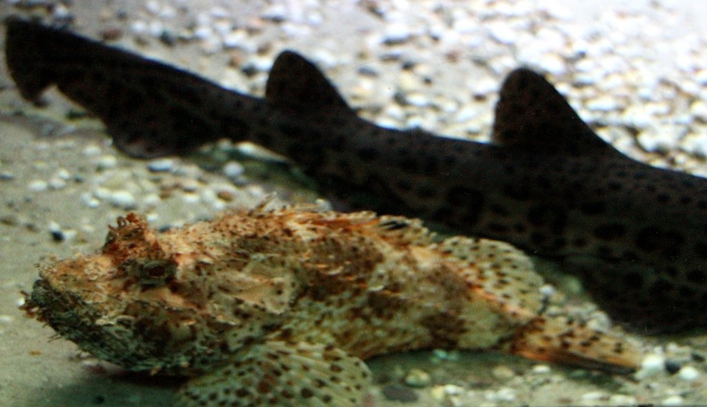 Groer Roter Drachenkopf oder auch einfach nur Meersau (Scorpaena scrofa) am 12.3.2010 im Zooaquarium Berlin.