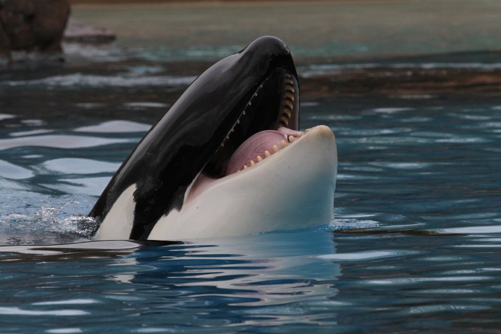 Groer Schwertwal (Orcinus orca) am 3.10.2010 im Marineland in Niagara Falls,ON. 


