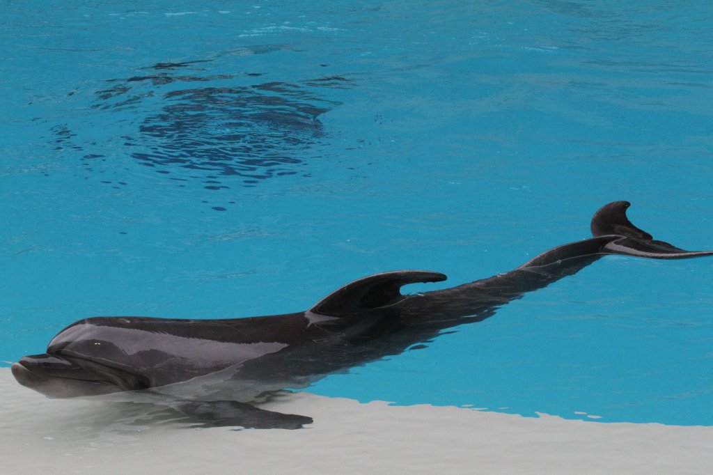 Groer Tmmler (Tursiops truncatus) am 3.10.2010 bei einer Show im Marineland in Niagara Falls,ON.