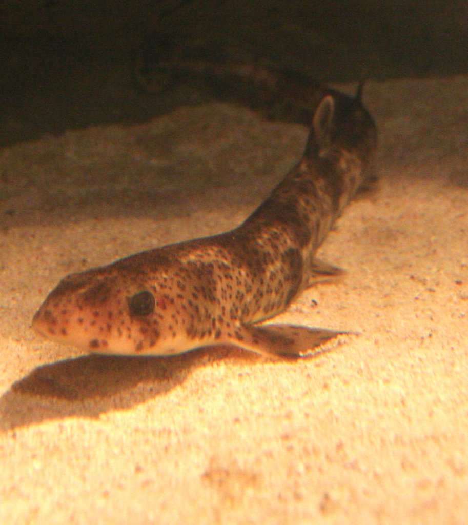 Grogefleckte Katzenhai (Scyliorhinus stellaris) am 10.1.2010 im Sea Life Berlin.