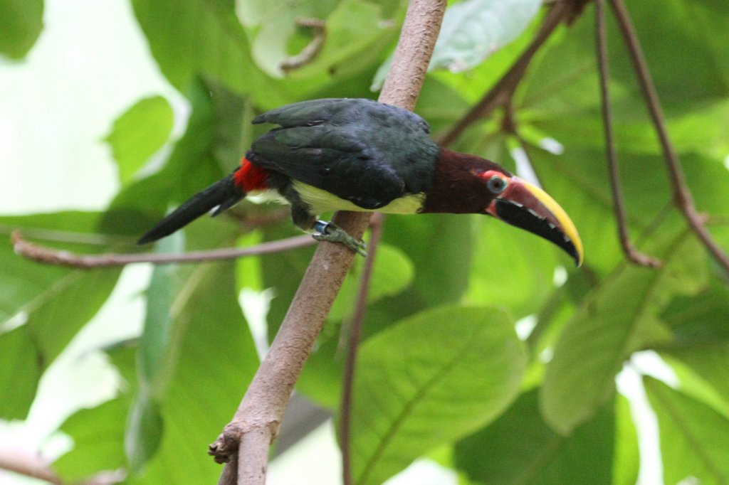 Grnarassari (Pteroglossus viridis) am 25.9.2010 im Toronto Zoo.