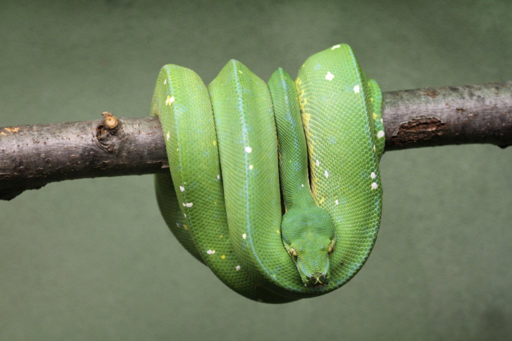 Grne Baumpython (Chondropython viridis) am 25.9.2010 im Toronto Zoo.