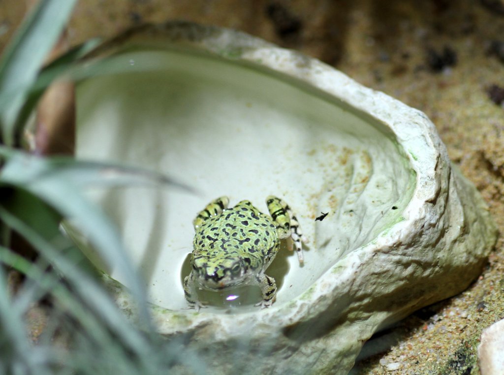 Grne Krte (Anaxyrus debilis -syn. Bufo debilis) am 12.3.2010 im Zooaquarium Berlin.
	