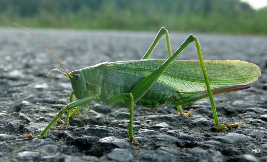 Grne Schrecke unterwegs auf der Asphaltstrae. Aufgenommen im August 2012.