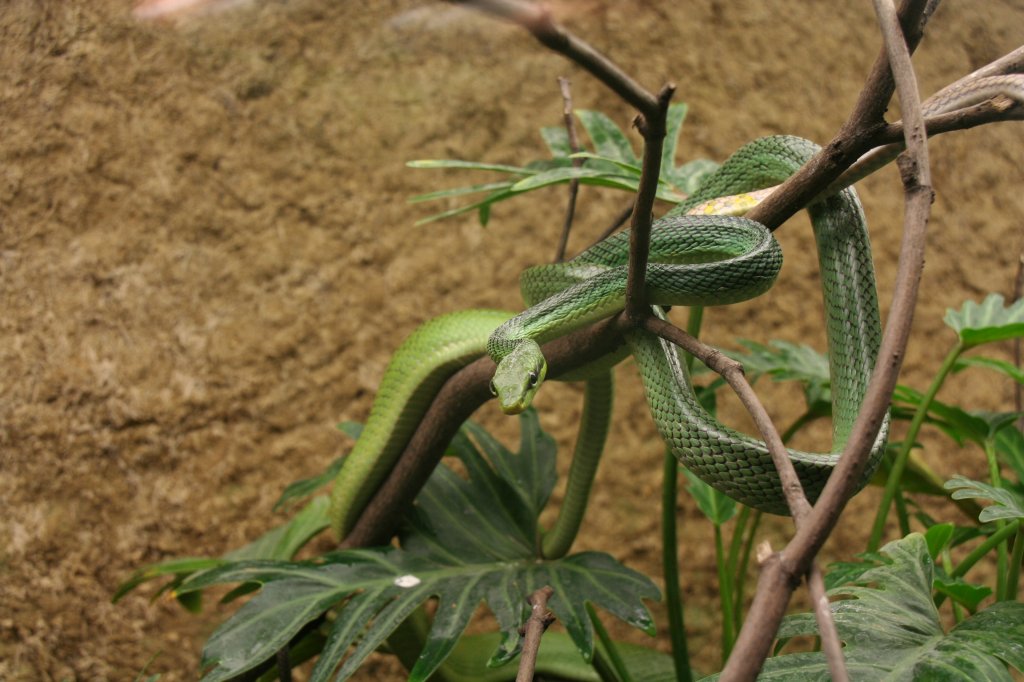 Grne Spitzkopfnatter (Gonyosoma oxycephalum) am 9.1.2010 im Tierpark Berlin.
 
