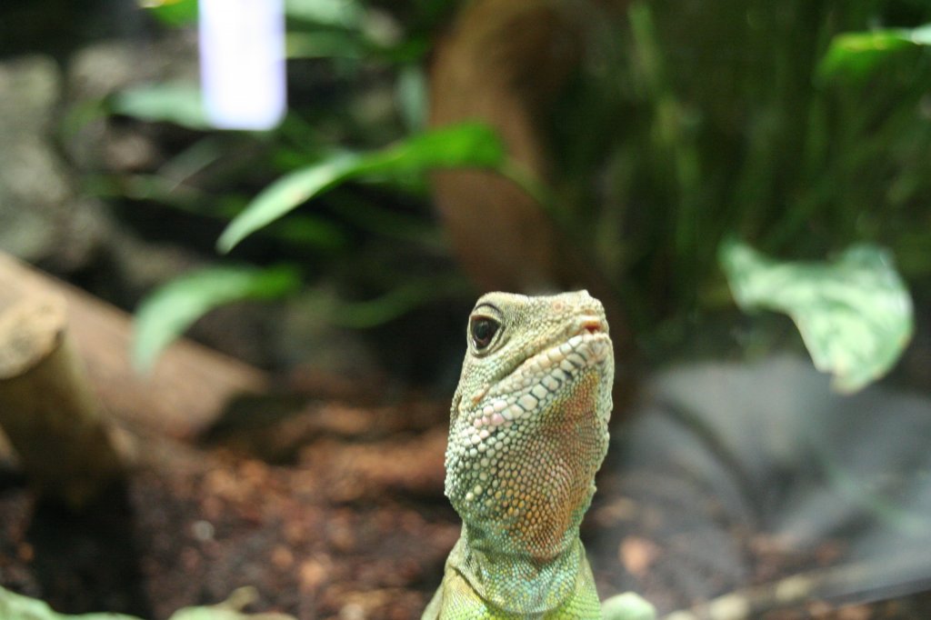 Grne Wasseragame (Physignathus cocincinus) am 12.12.2009 im Zoo-Aquarium Berlin.