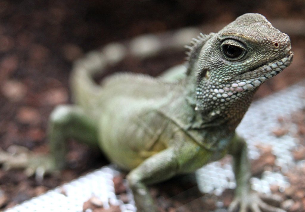 Grne Wasseragame (Physignathus cocincinus) am 12.3.2010 im Zooaquarium Berlin.