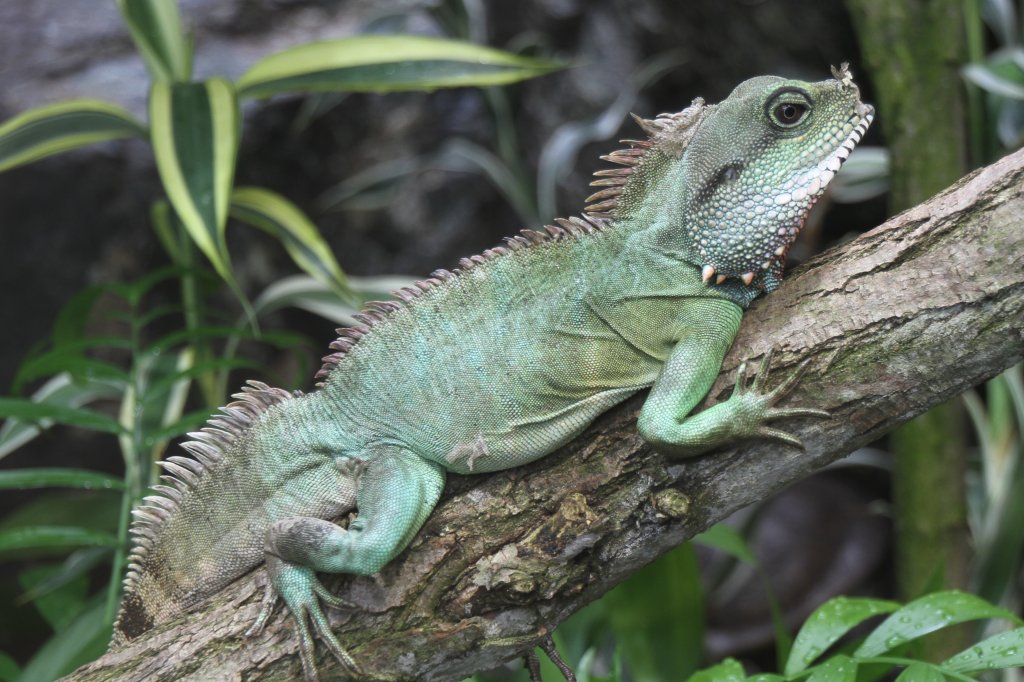 Grne Wasseragame (Physignathus cocincinus) am 26.6.2010 im Leipziger Zoo.