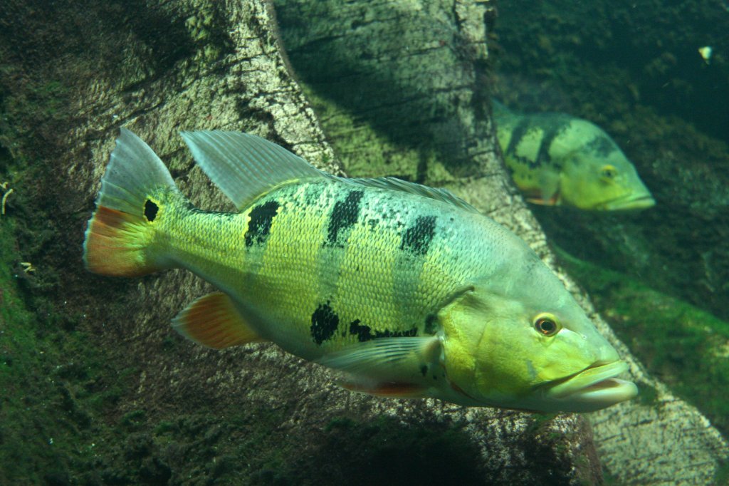 Grner Augenfleck-Kammbarsch (Cichla ocellaris) am 12.12.2009 im Aquarium des Berliner Zoos.