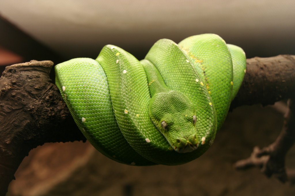 Grner Baumpython (Morelia viridis) am 9.1.2010 im Tierpark Berlin.