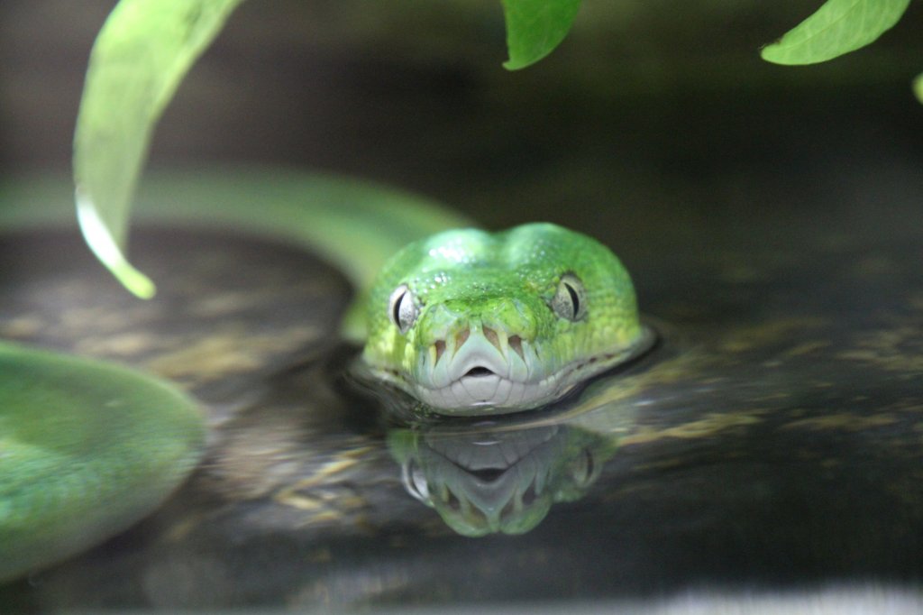 Grner Baumpython (Morelia viridis) beim Schwimmen durchs Wasser. Zooaquarium Berlin am 12.3.2010.