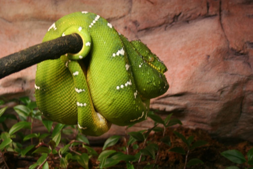 Grner Hundskopfschlinger oder auch Grne Hundskopfboa (Corallus caninus) beim Ausruhen auf einem Ast. Skansen 13.12.2008.