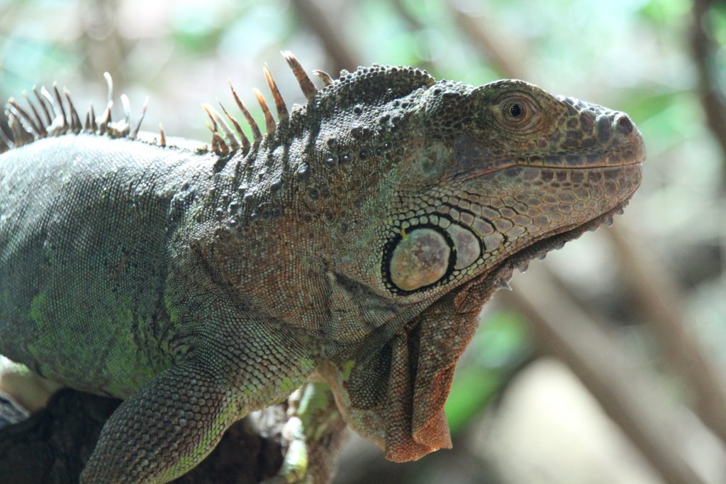 Grner Leguan (Iguana iguana) am 12.3.2010 im Zooaquarium Berlin.
	
