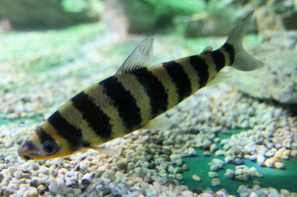 Grner Leporinus (Leporinus affinis) am 23.4.2010 im Meeresaquarium Zella-Mehlis.