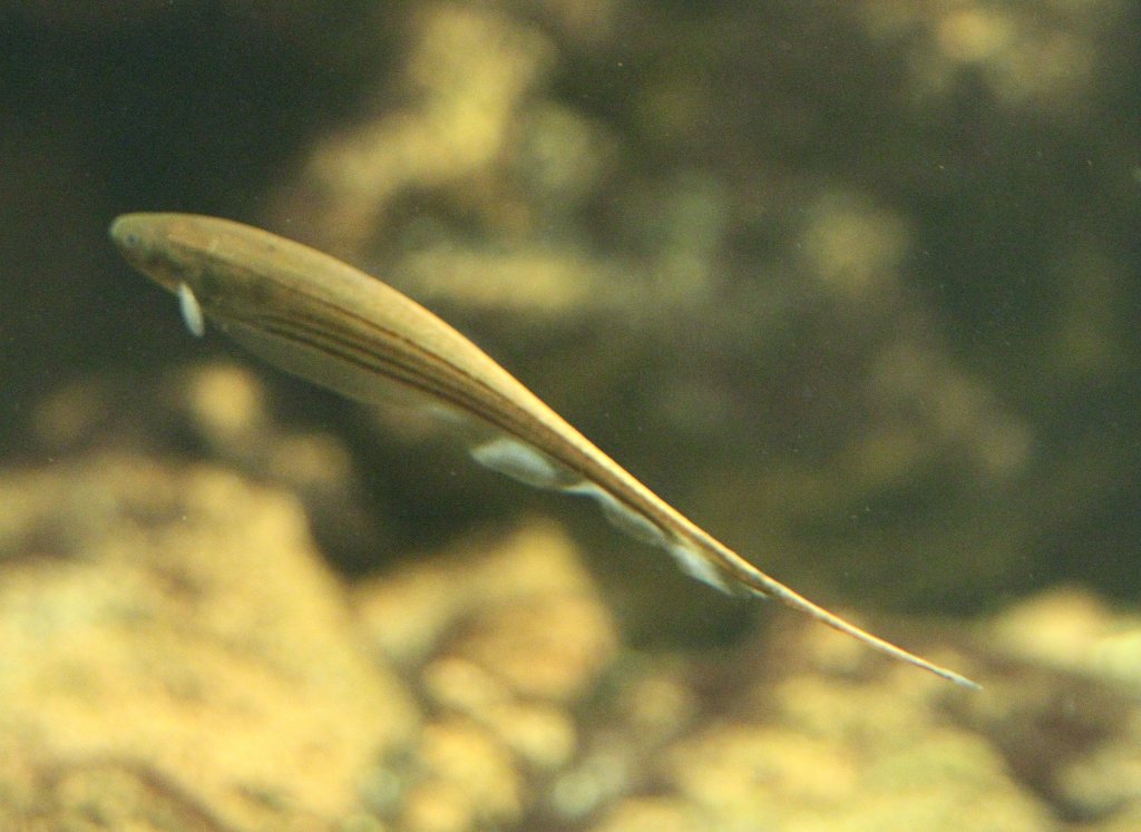 Grner Messerfisch (Eigenmannia virescens) am 12.3.2010 im Zooaquarium Berlin.