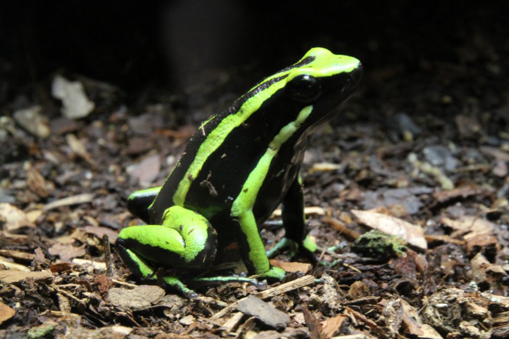 Grner Riesengiftfrosch oder auch Dreistreifen Blattsteiger (Ameerega trivittata) am 9.2.201 im Vivarium Karlsruhe.