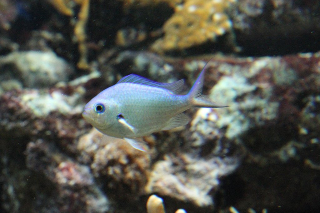 Grnes Schwalbenschwnzchen (Chromis viridis) am 19.3.2010 im Aquarium des Baseler Zoos.