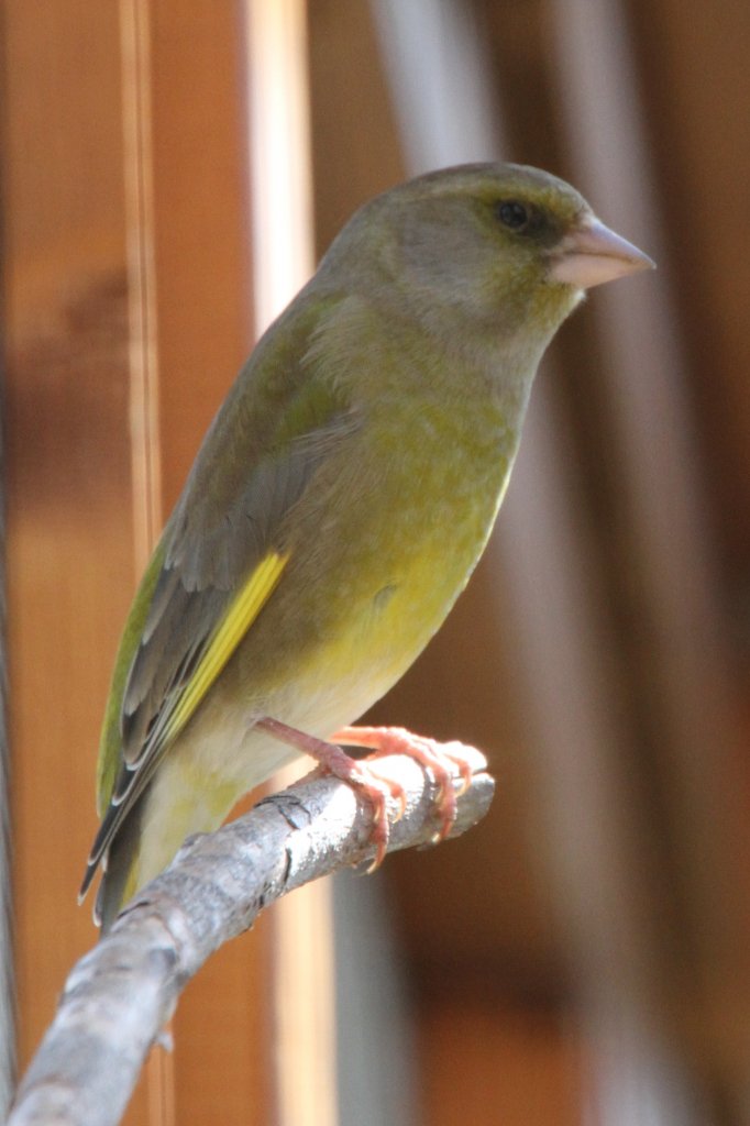 Grnling oder auch Grnfink (Carduelis chloris) am 26.4.2010 im Vogelpark Stutensee-Friedrichstal.